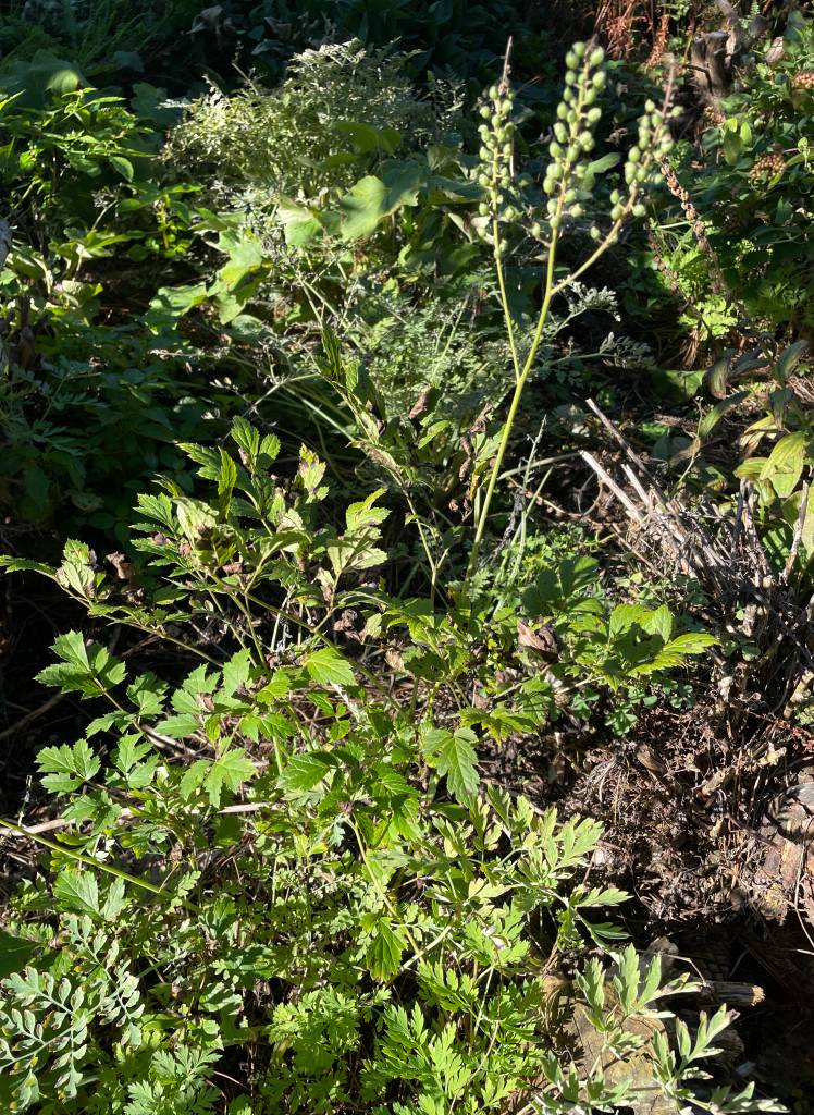 Plant name: Black Cohosh Actaea racemosa 